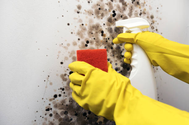 Best Localized Mold Remediation (e.g., coastal areas, humid climates) in Clay Center, KS