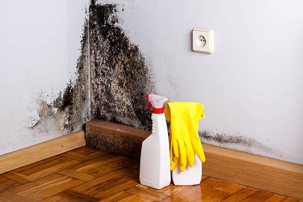 Best White Mold Remediation in Clay Center, KS